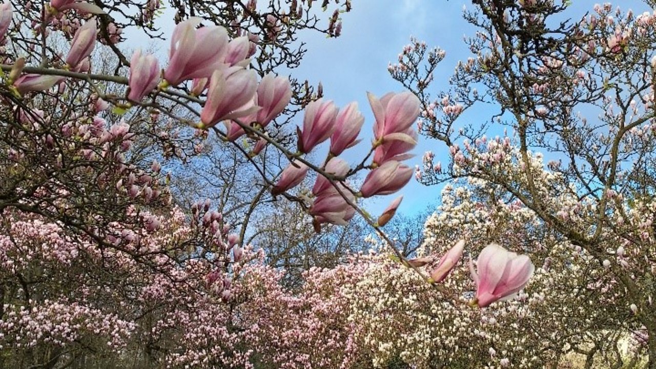 Magnolien.jpg