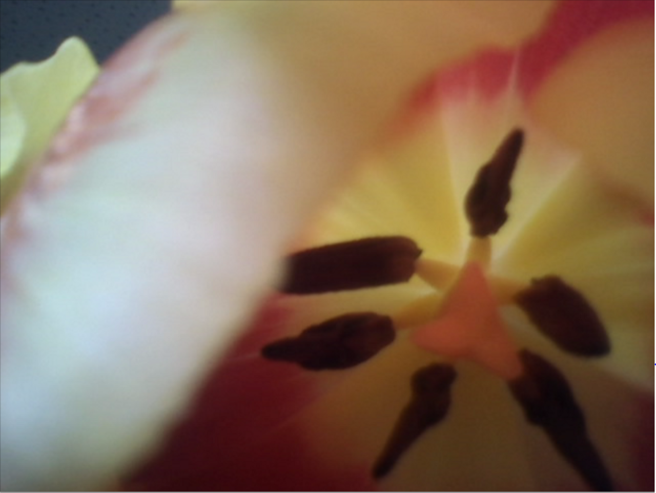 Tulpe.PNG