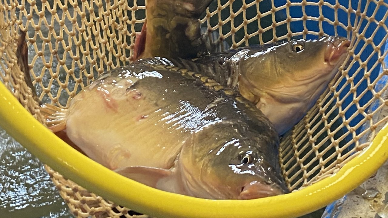 2023__Fisch.jpg